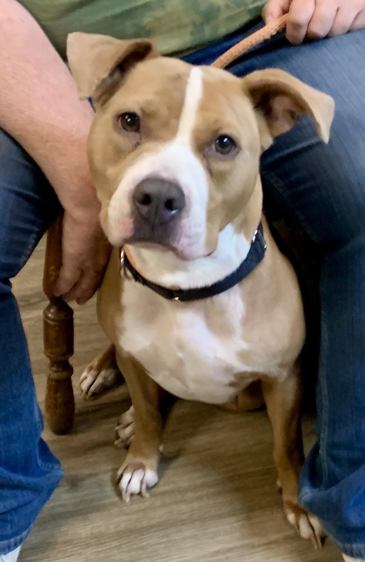Dahlia, a ADOPTABLE Mixed Breed in McKeesport, PA image 5/6