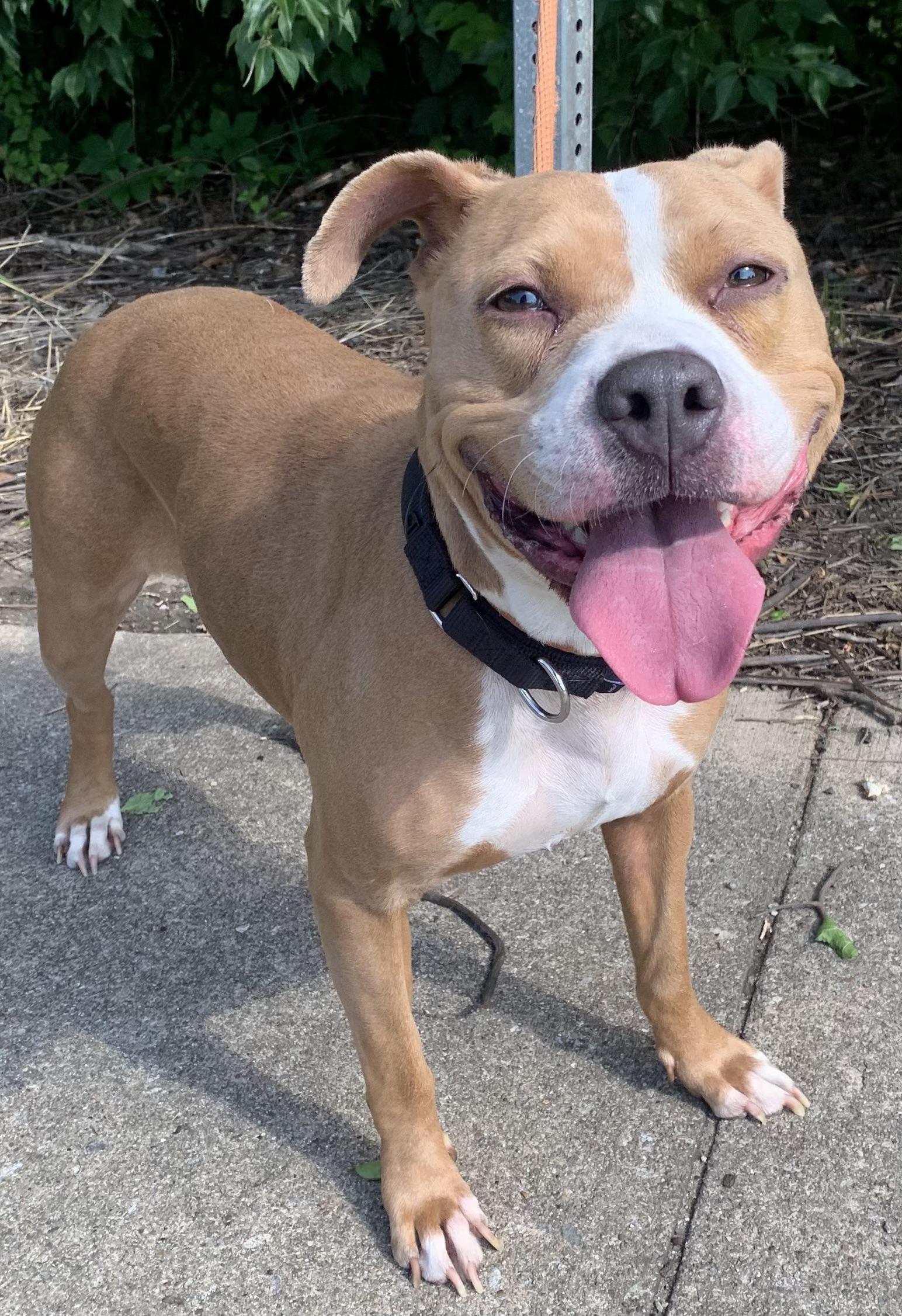 Dahlia, a ADOPTABLE Mixed Breed in McKeesport, PA image 3/6
