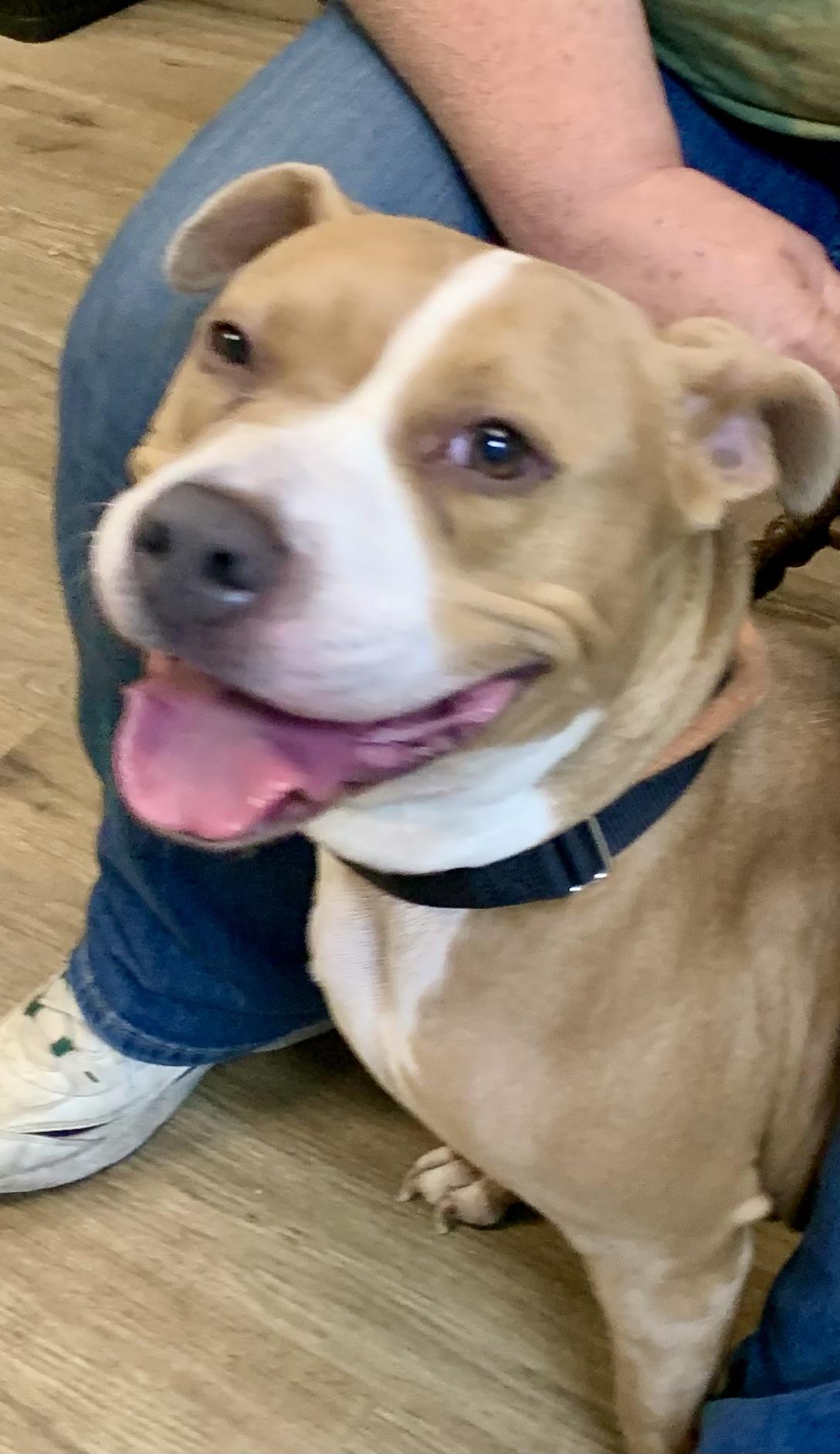 Dahlia, a ADOPTABLE Mixed Breed in McKeesport, PA image 4/6