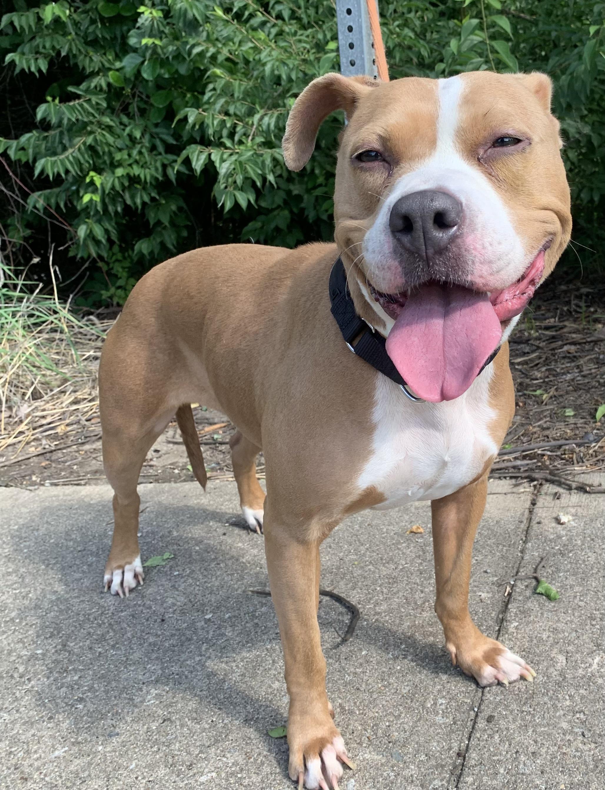 Dahlia, a ADOPTABLE Mixed Breed in McKeesport, PA image 6/6