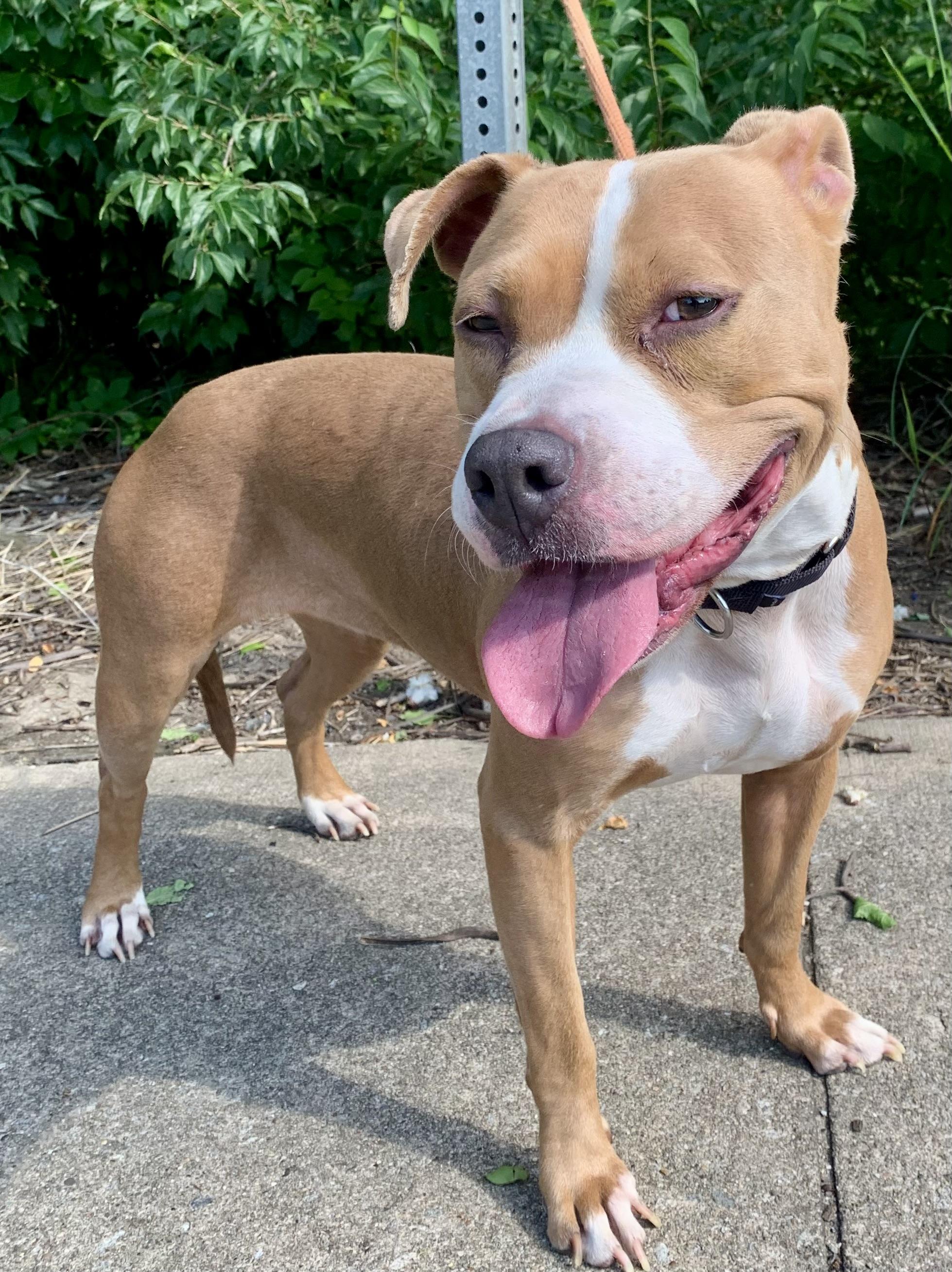 Dahlia, a ADOPTABLE Mixed Breed in McKeesport, PA image 2/6