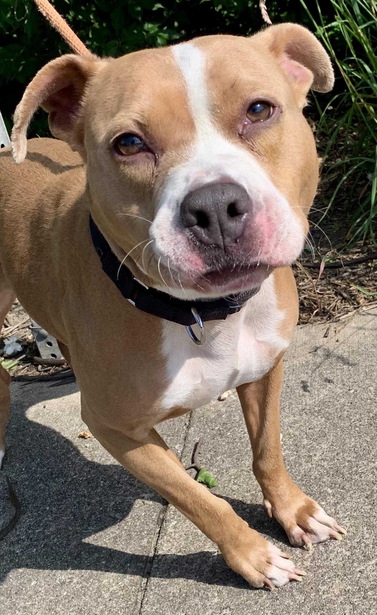 Dahlia, ADOPTABLE, Young Female Mixed Breed.