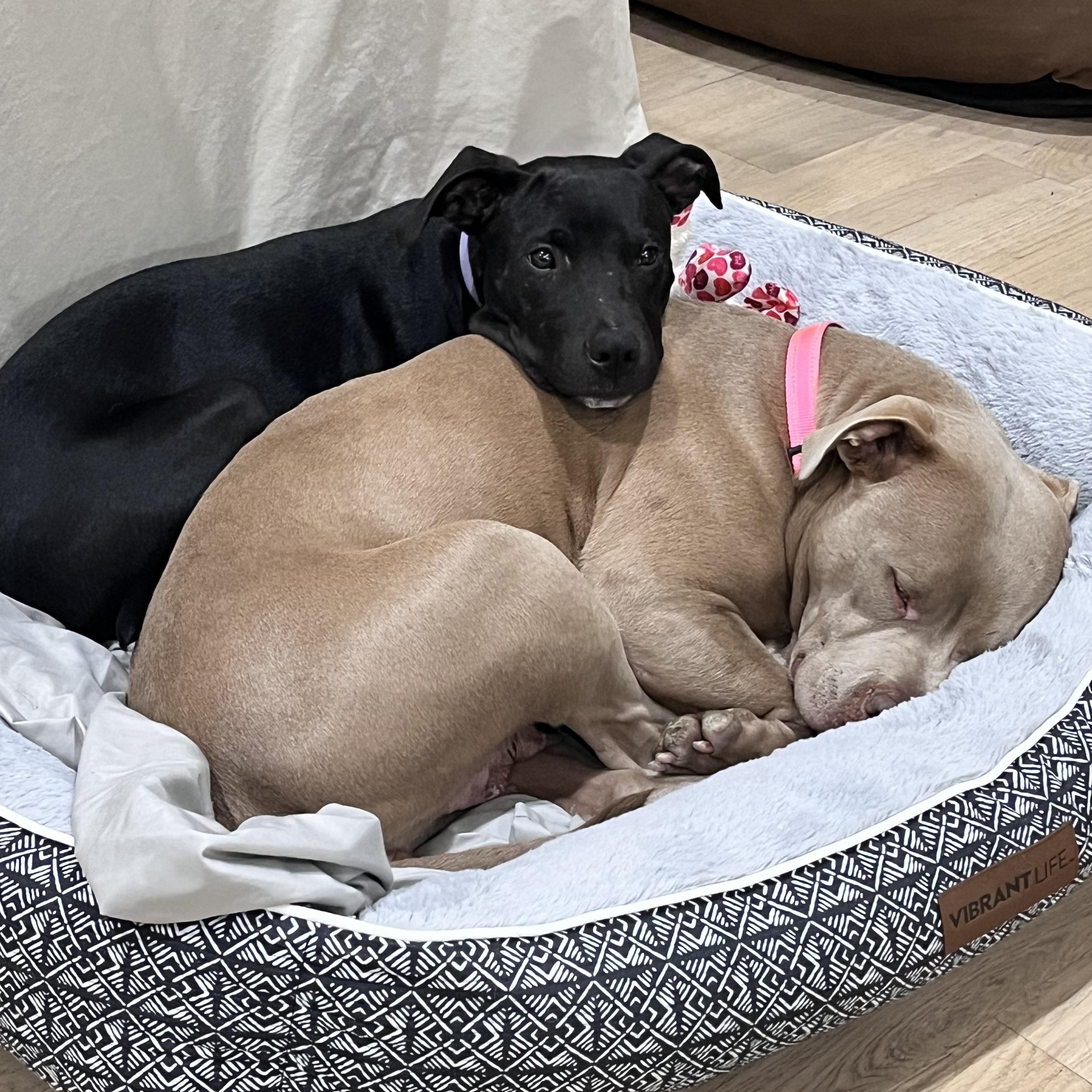 Jellybean — thumbnail 5