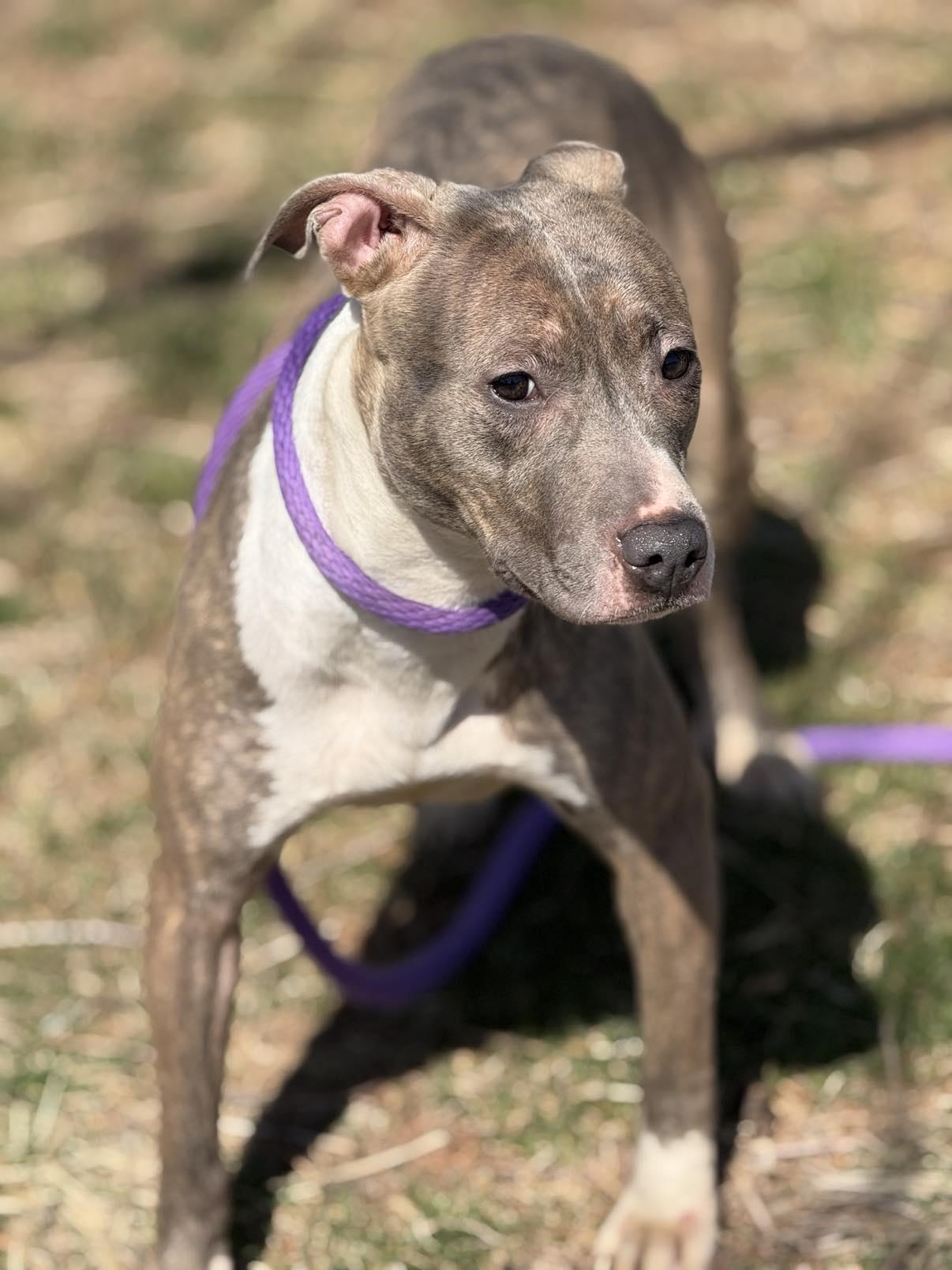 Mimi (in a FOSTER home) photo 2