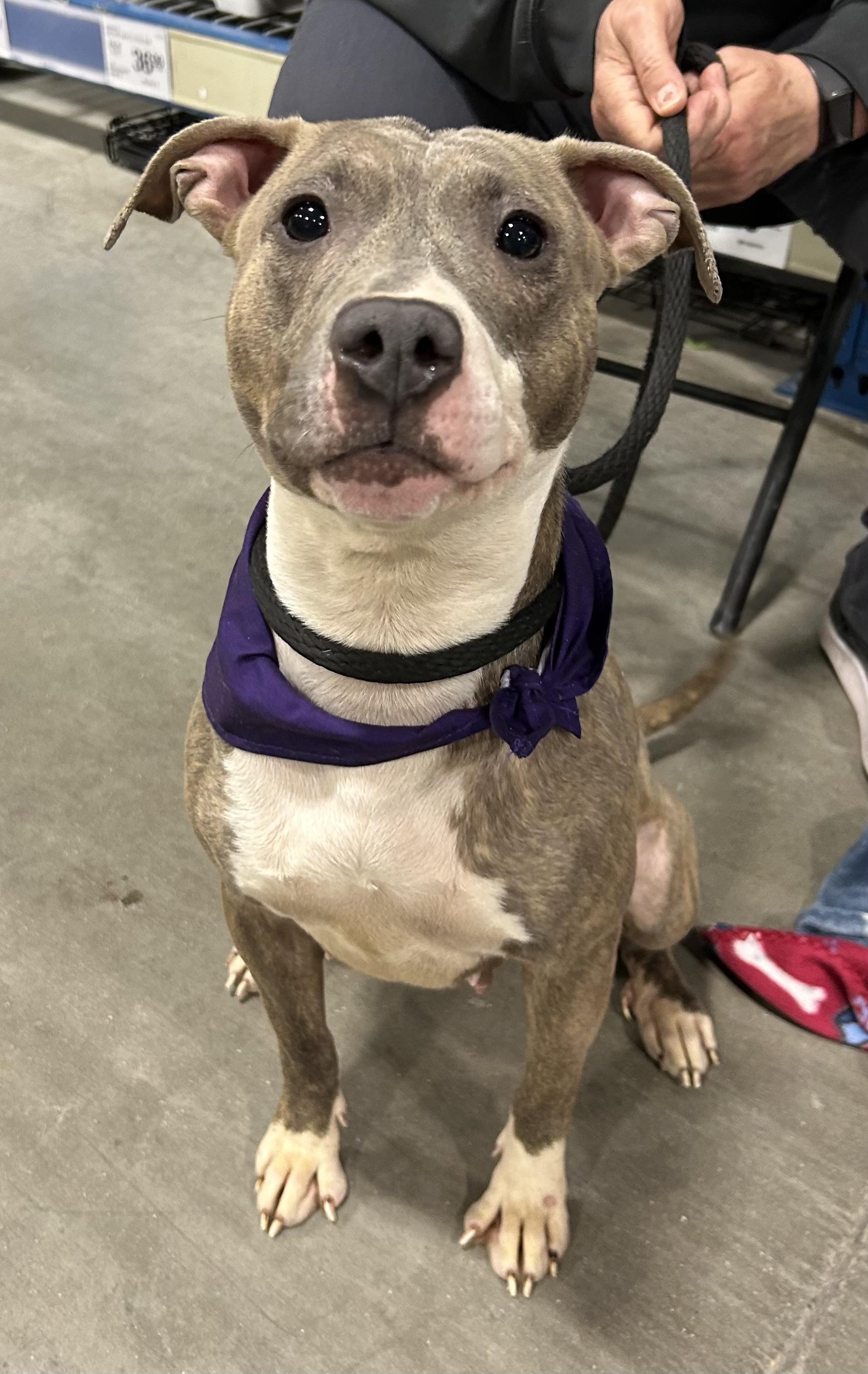 Mimi (in a FOSTER home), Adult Female Pit Bull Terrier