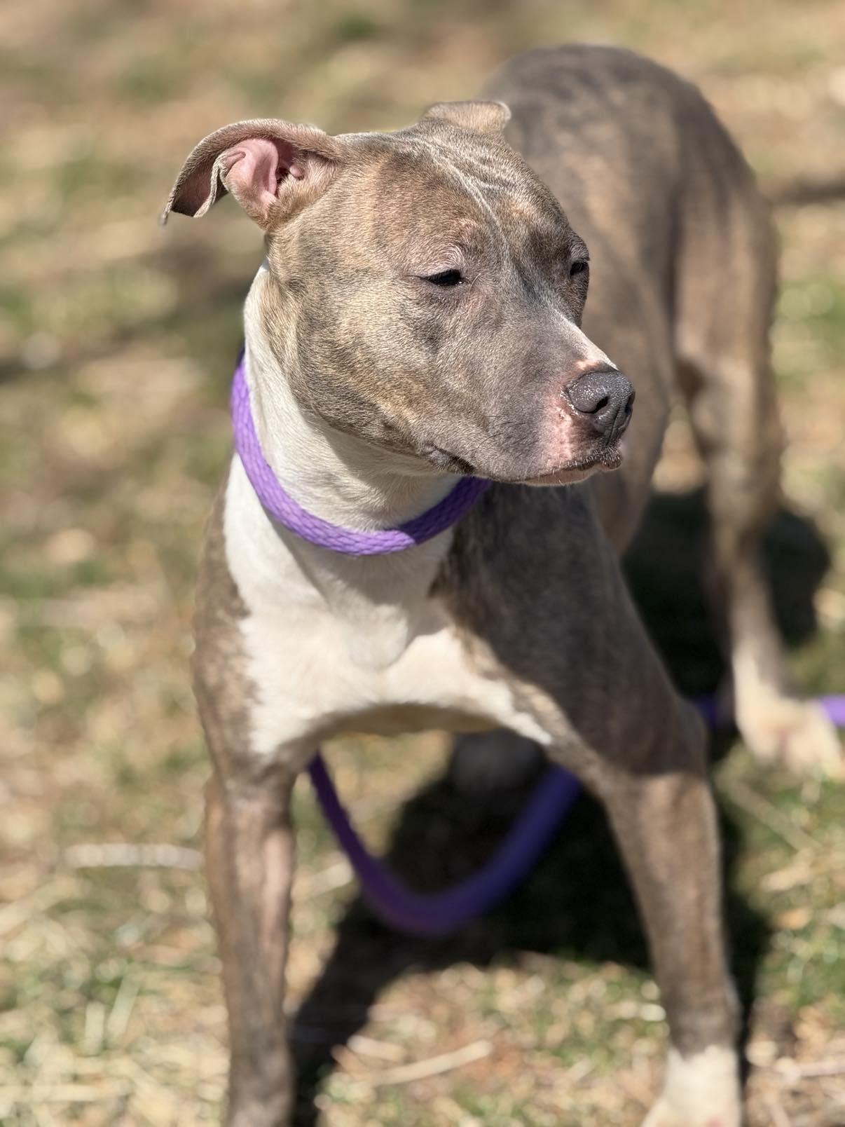Mimi (in a FOSTER home) photo 3
