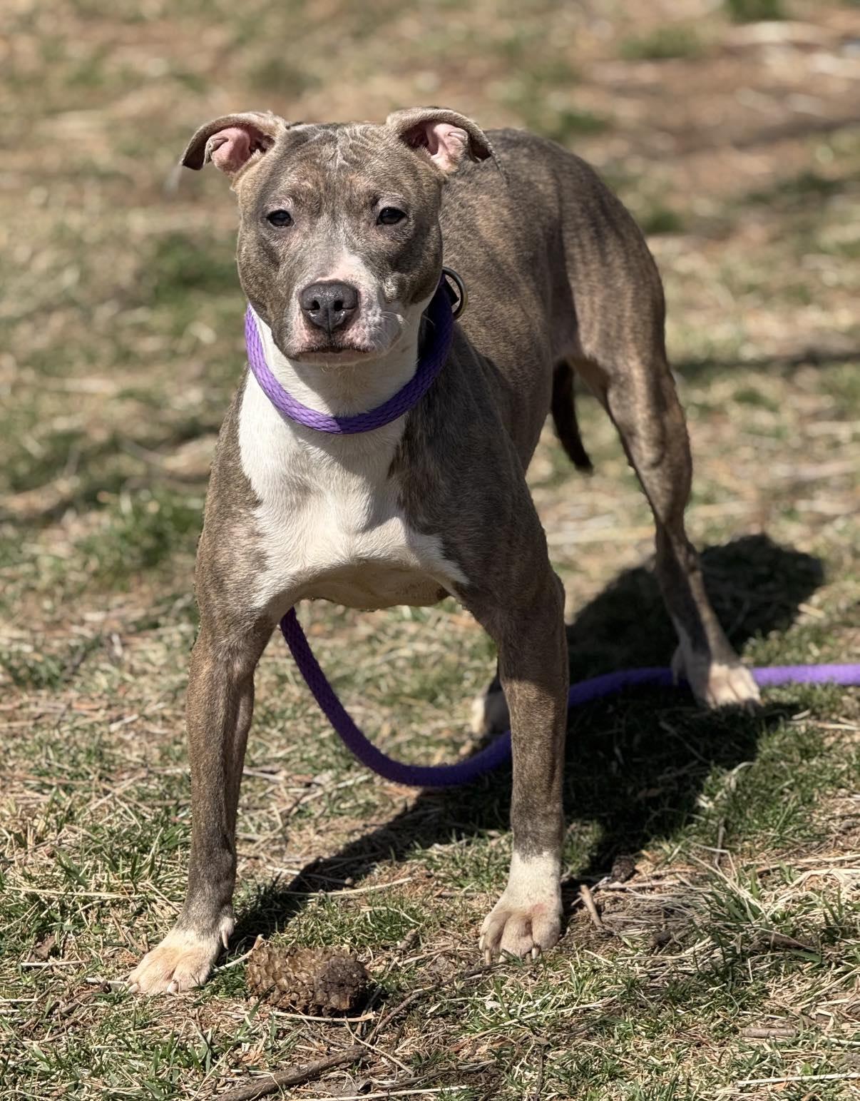 Mimi (in a FOSTER home) photo 4