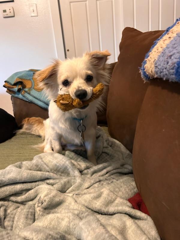 Skye, ADOPTABLE, Young Female Papillon & Shih Tzu.