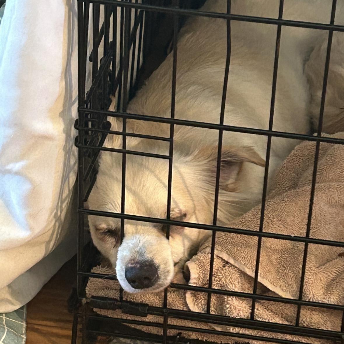 Enlarge Skye, a ADOPTABLE mixed breed in New Orleans, LA image 3/5