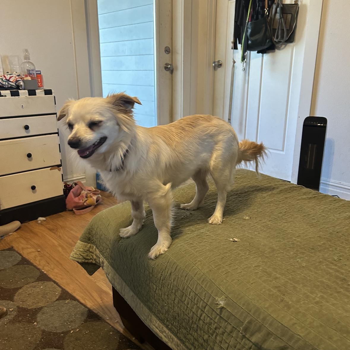 Enlarge Skye, a ADOPTABLE mixed breed in New Orleans, LA image 5/5