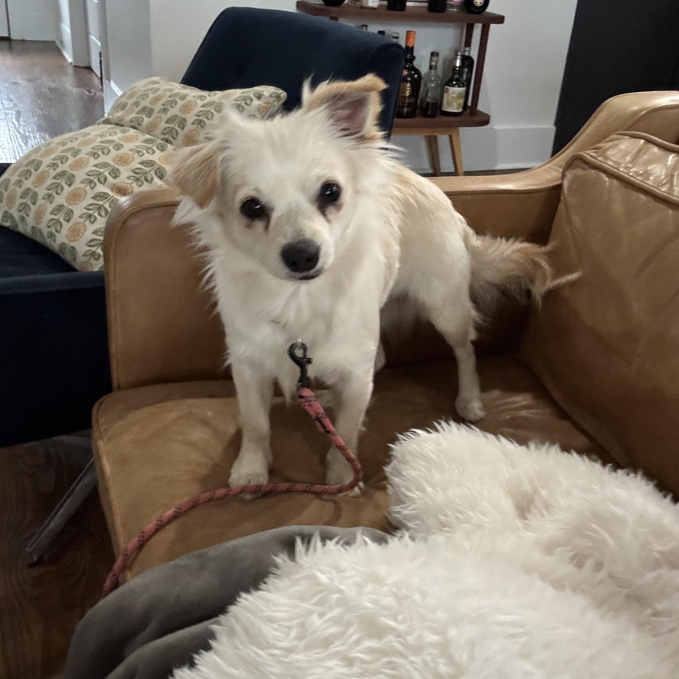Skye, ADOPTABLE, Young Female Papillon & Shih Tzu.