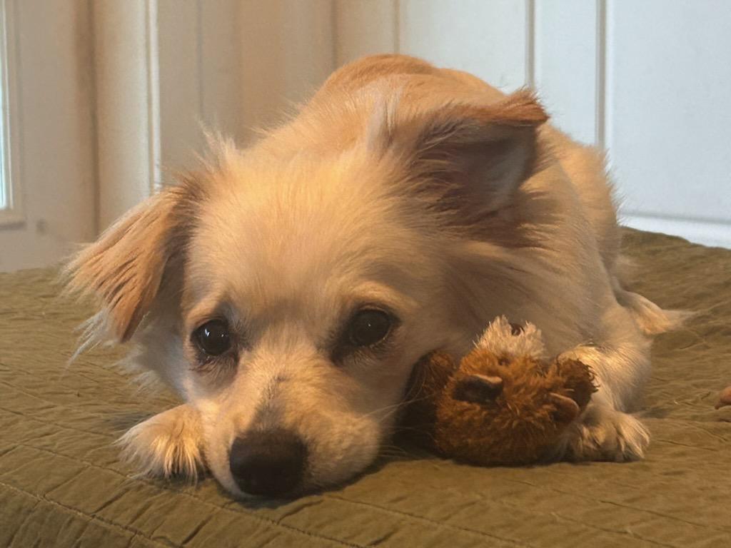Skye, a ADOPTABLE mixed breed in New Orleans, LA image 2/6