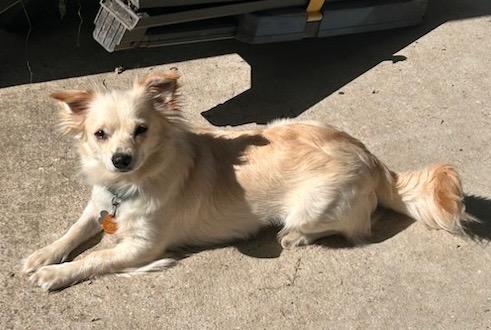 Skye, a ADOPTABLE mixed breed in New Orleans, LA image 6/6