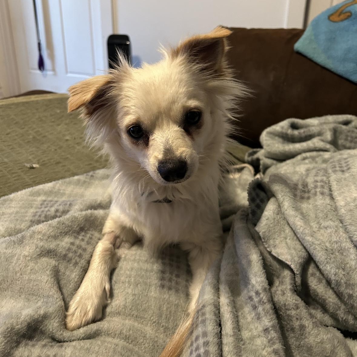 Enlarge Skye, a ADOPTABLE mixed breed in New Orleans, LA image 2/5