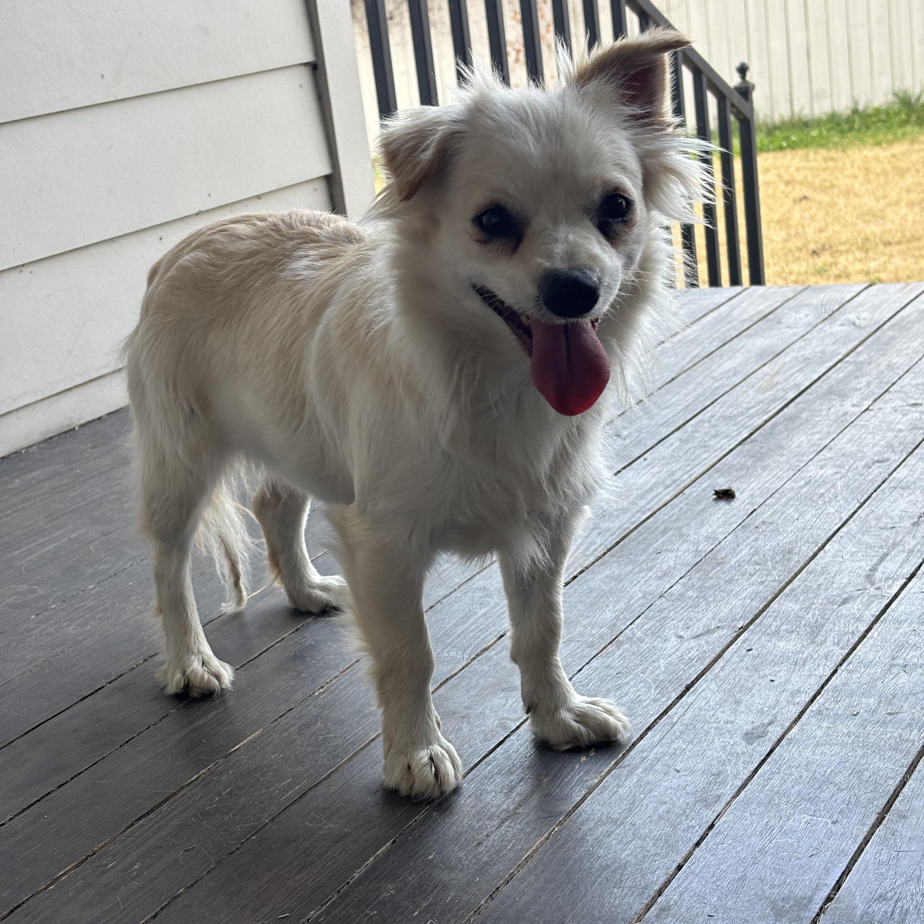 Enlarge Skye, a ADOPTABLE mixed breed in New Orleans, LA image 4/5