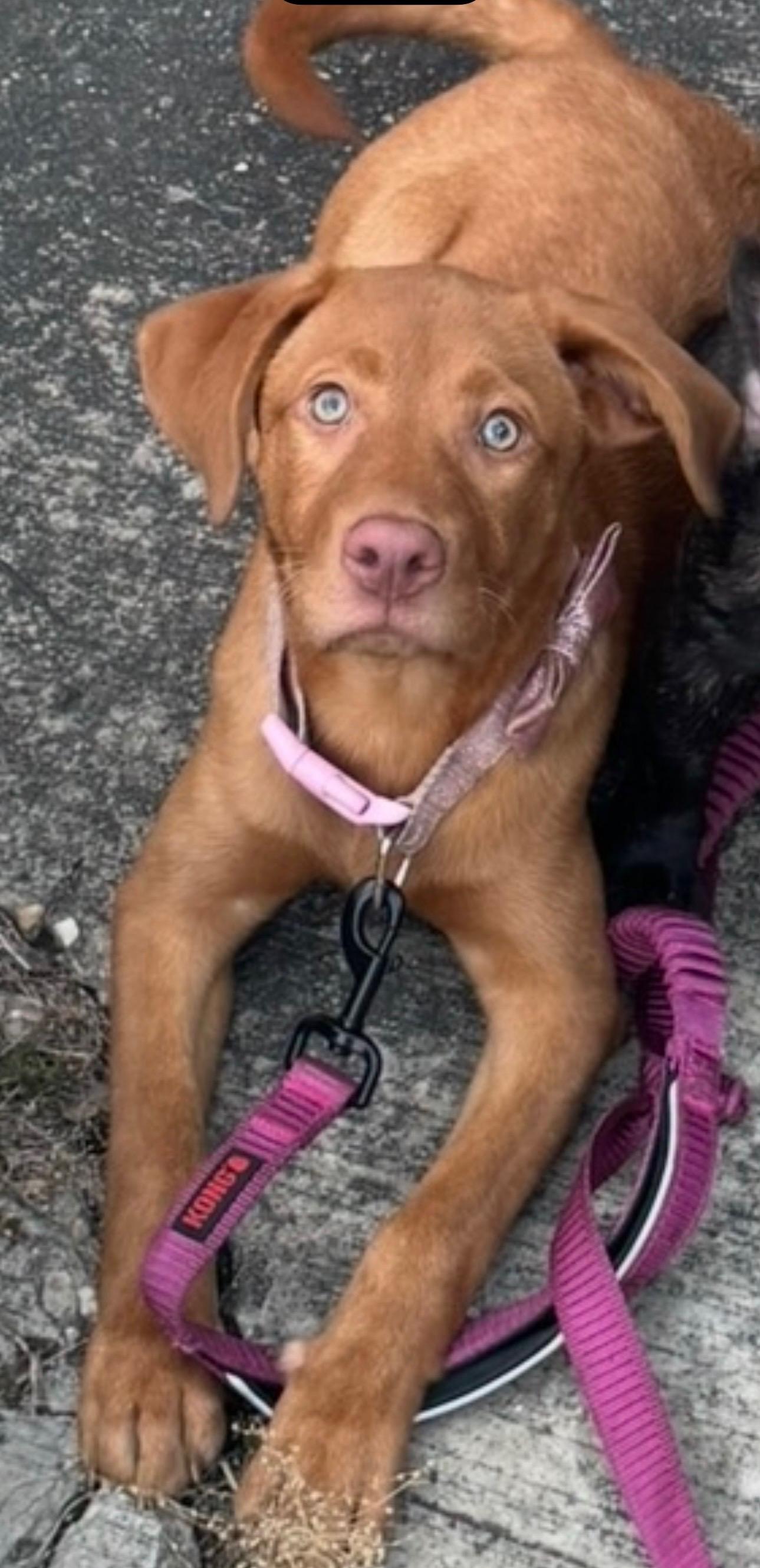 Miracle, a ADOPTABLE Vizsla in New Orleans, LA image 4/4