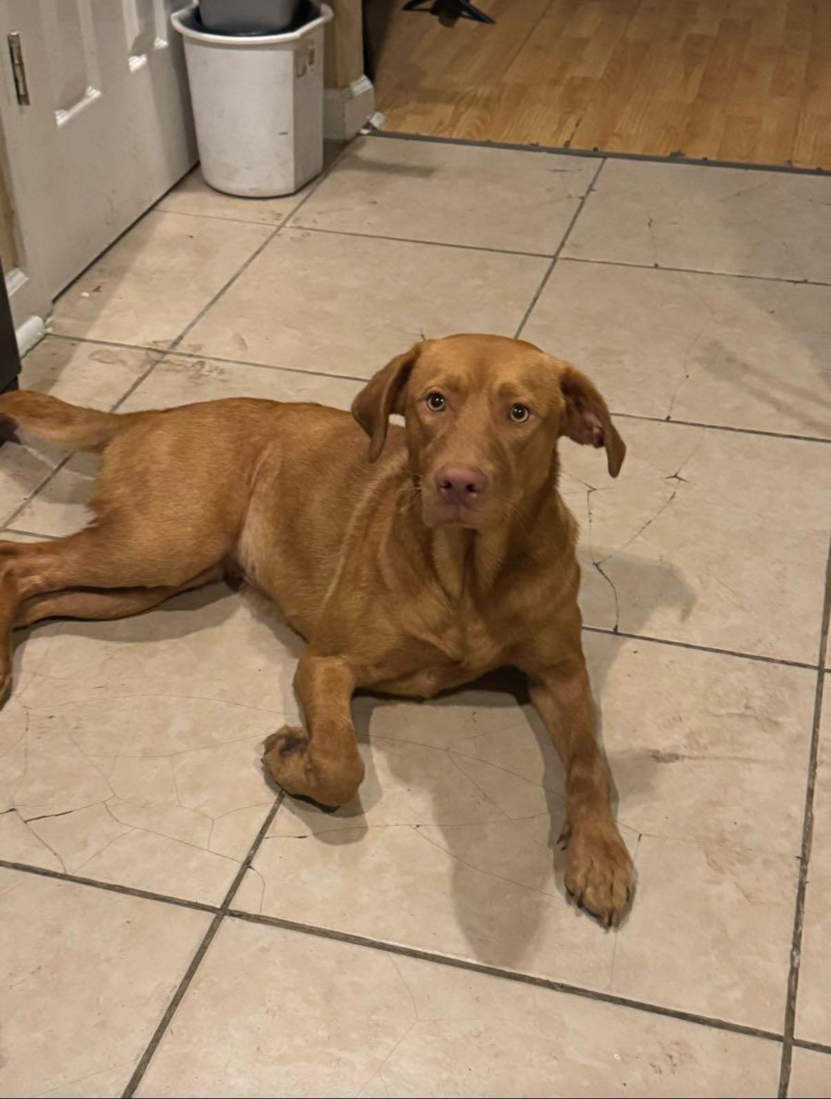 Miracle, a ADOPTABLE Vizsla in New Orleans, LA image 1/4