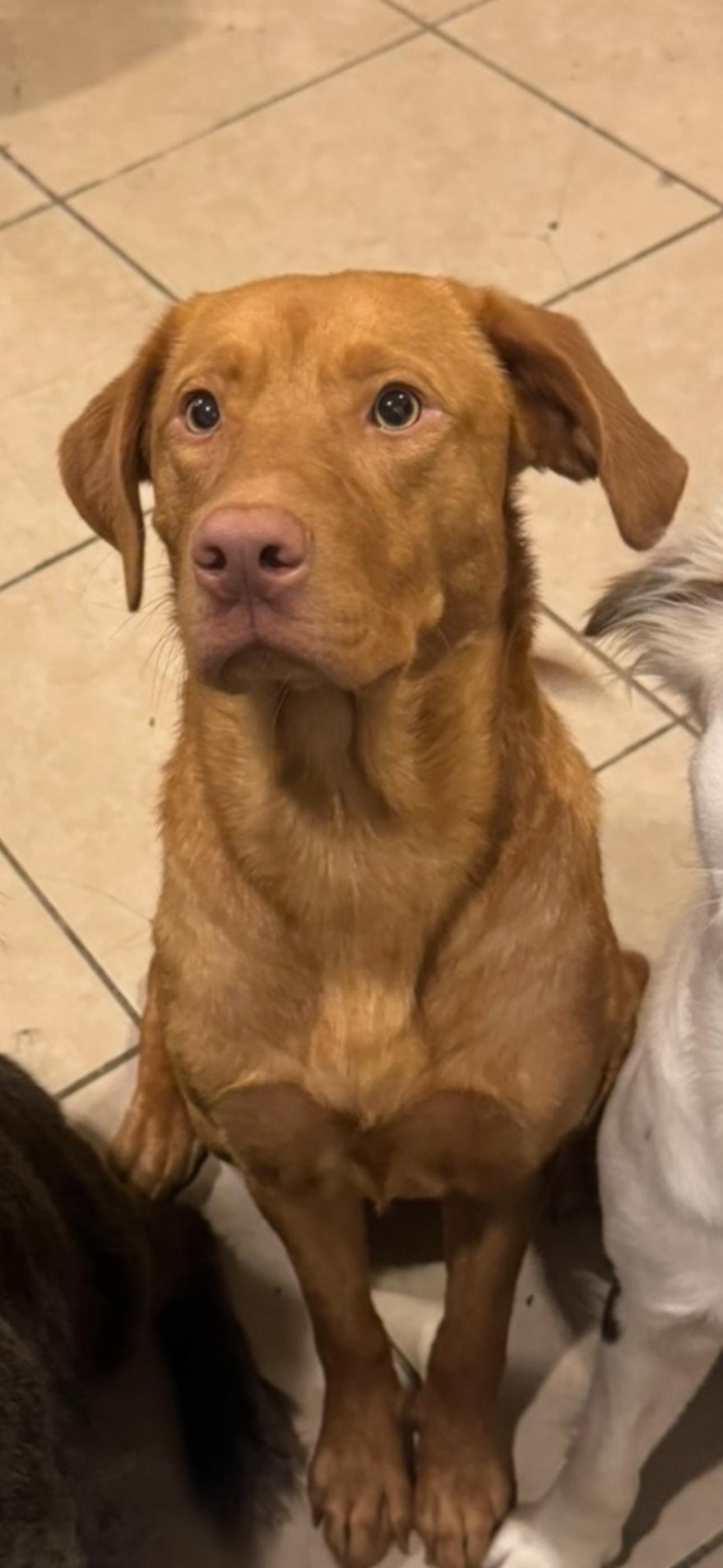 Miracle, a ADOPTABLE Vizsla in New Orleans, LA image 2/4