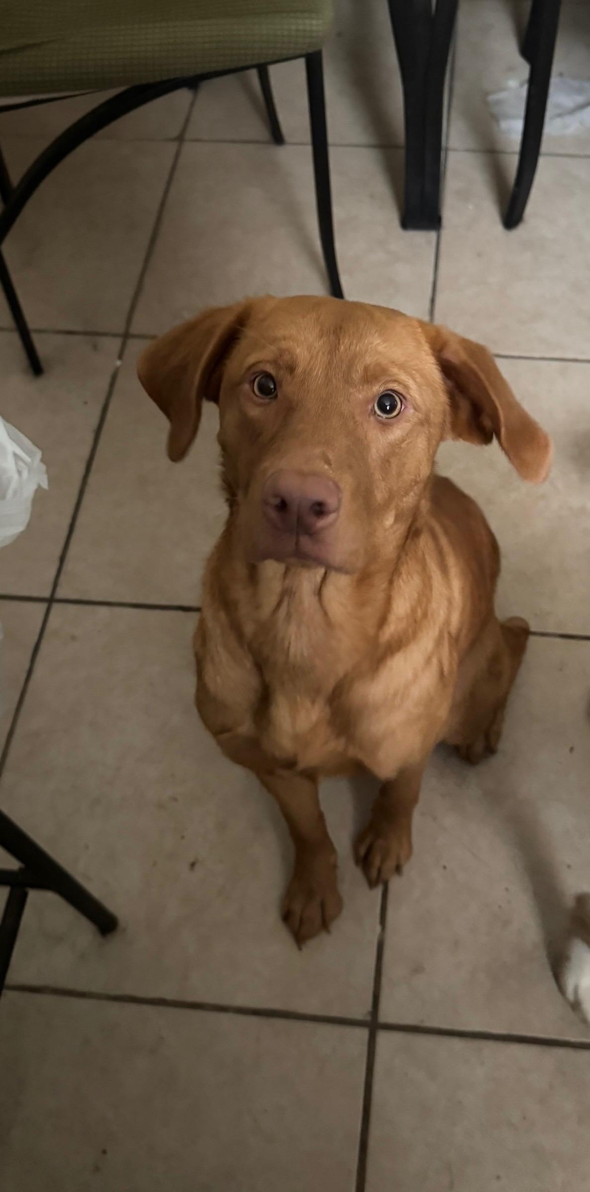 Miracle, a ADOPTABLE Vizsla in New Orleans, LA image 3/4