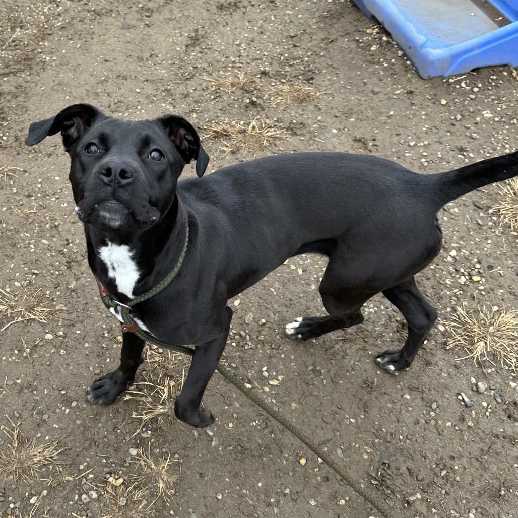 Sage, Adoptable, Adult Female Mixed Breed.