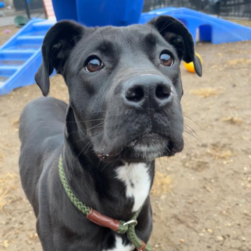 Enlarge Sage, a Adoptable Mixed Breed in Philadelphia, PA image 2/6