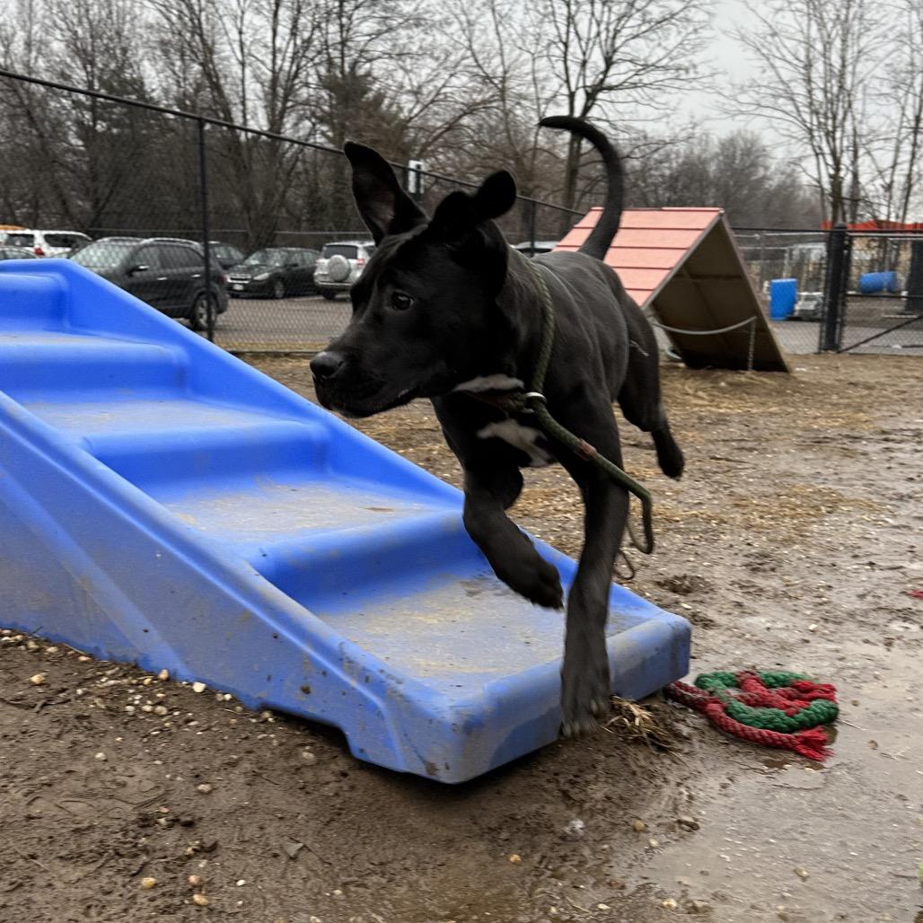 Enlarge Sage, a Adoptable Mixed Breed in Philadelphia, PA image 3/6