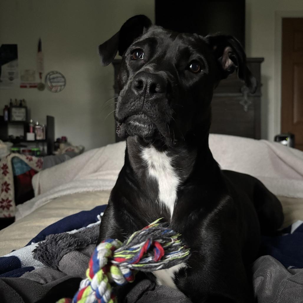 Enlarge Sage, a Adoptable Mixed Breed in Philadelphia, PA image 4/6