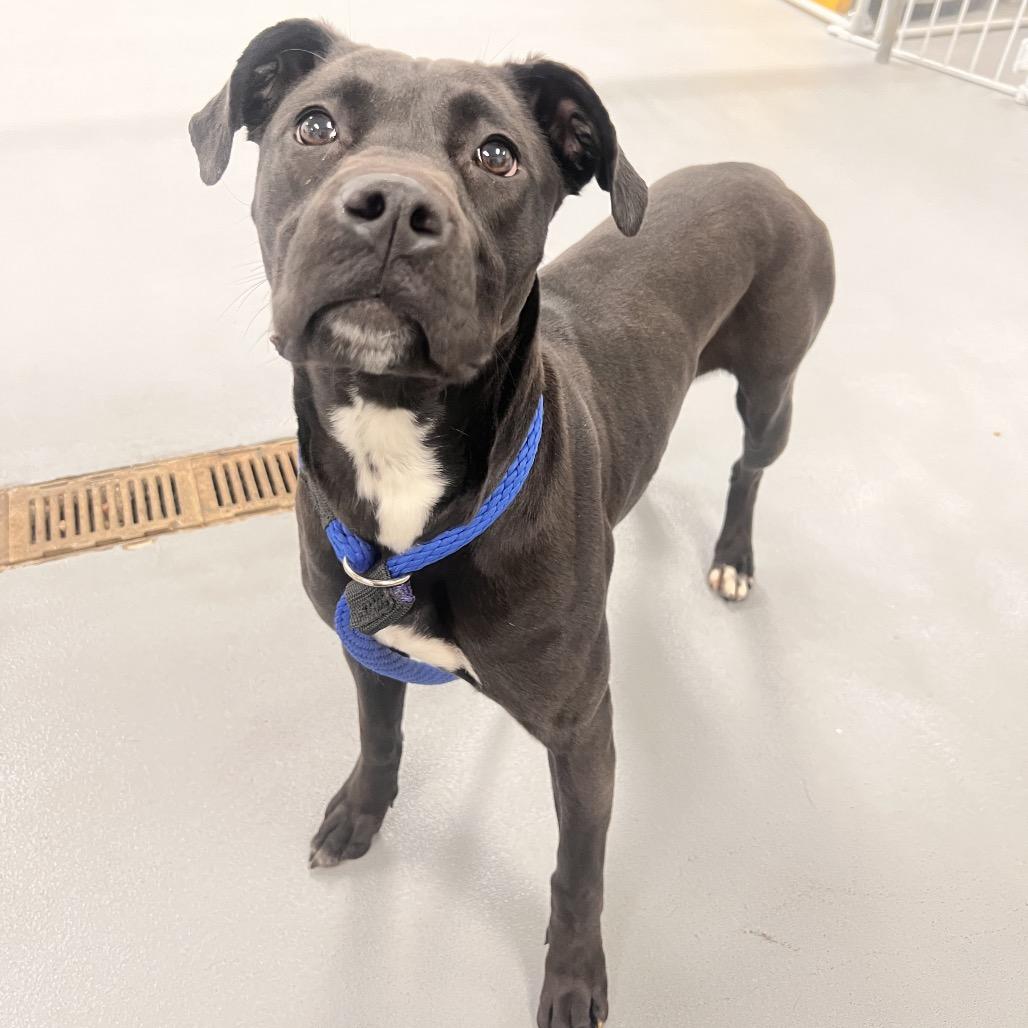 Enlarge Sage, a Adoptable Mixed Breed in Philadelphia, PA image 5/6