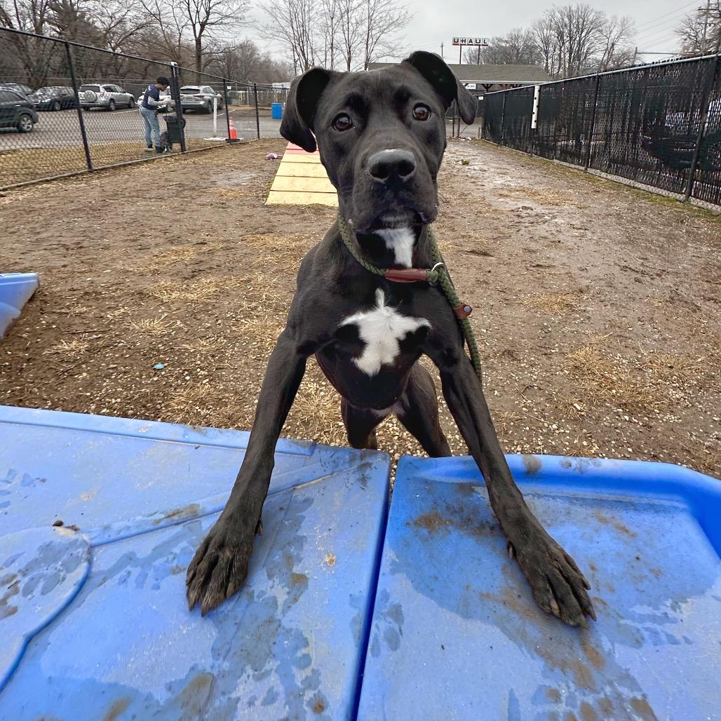 Enlarge Sage, a Adoptable Mixed Breed in Philadelphia, PA image 6/6