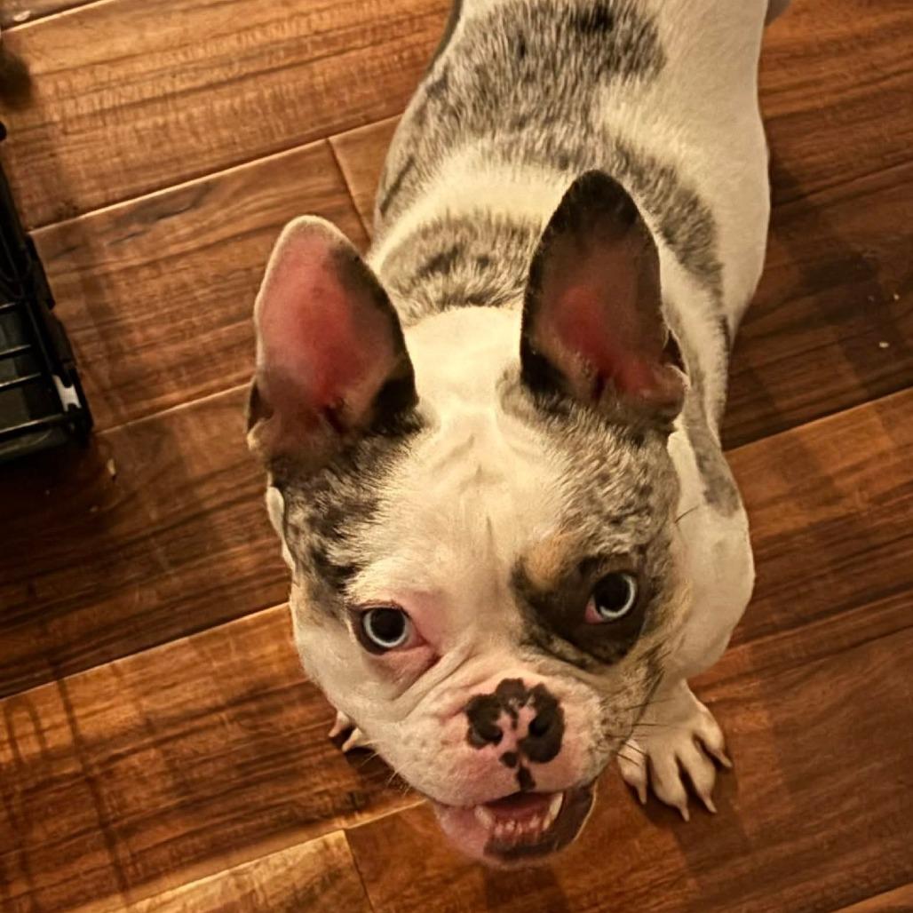 Piper, Adoptable, Adult Female French Bulldog.