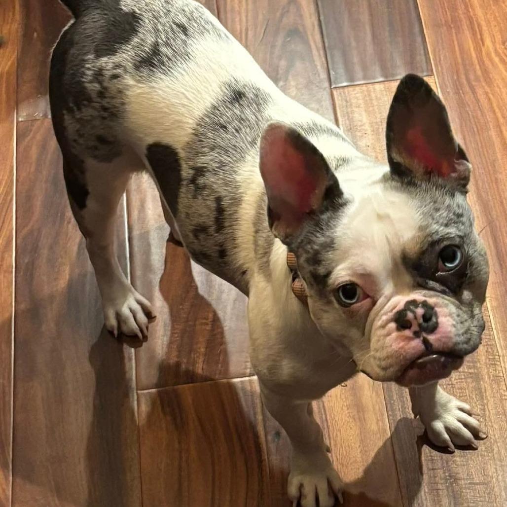 Enlarge Piper, a Adoptable French Bulldog in Huber Heights, OH image 1/6