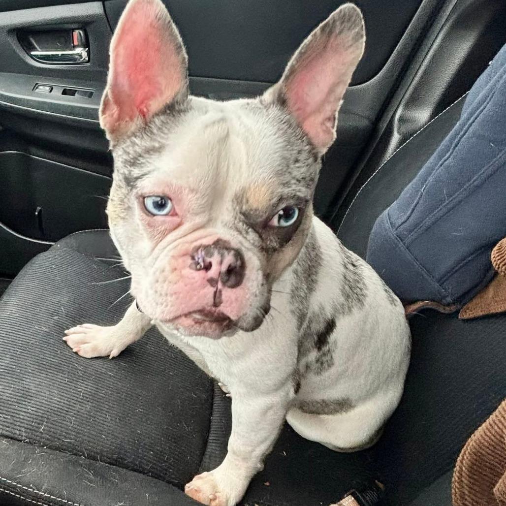 Enlarge Piper, a Adoptable French Bulldog in Huber Heights, OH image 3/6
