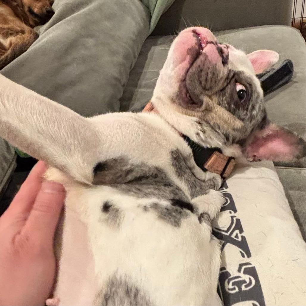 Enlarge Piper, a Adoptable French Bulldog in Huber Heights, OH image 4/6