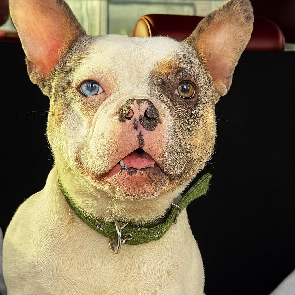 Enlarge Piper, a Adoptable French Bulldog in Huber Heights, OH image 5/6