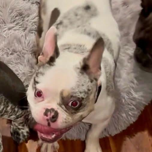 Enlarge Piper, a Adoptable French Bulldog in Huber Heights, OH image 6/6