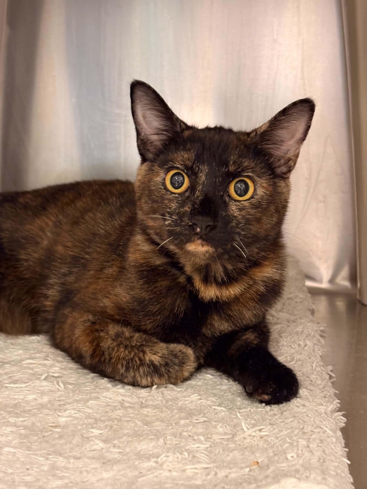 Enlarge Cocoa Puff, a Adoptable Domestic Short Hair in Paris, ME image 1/1