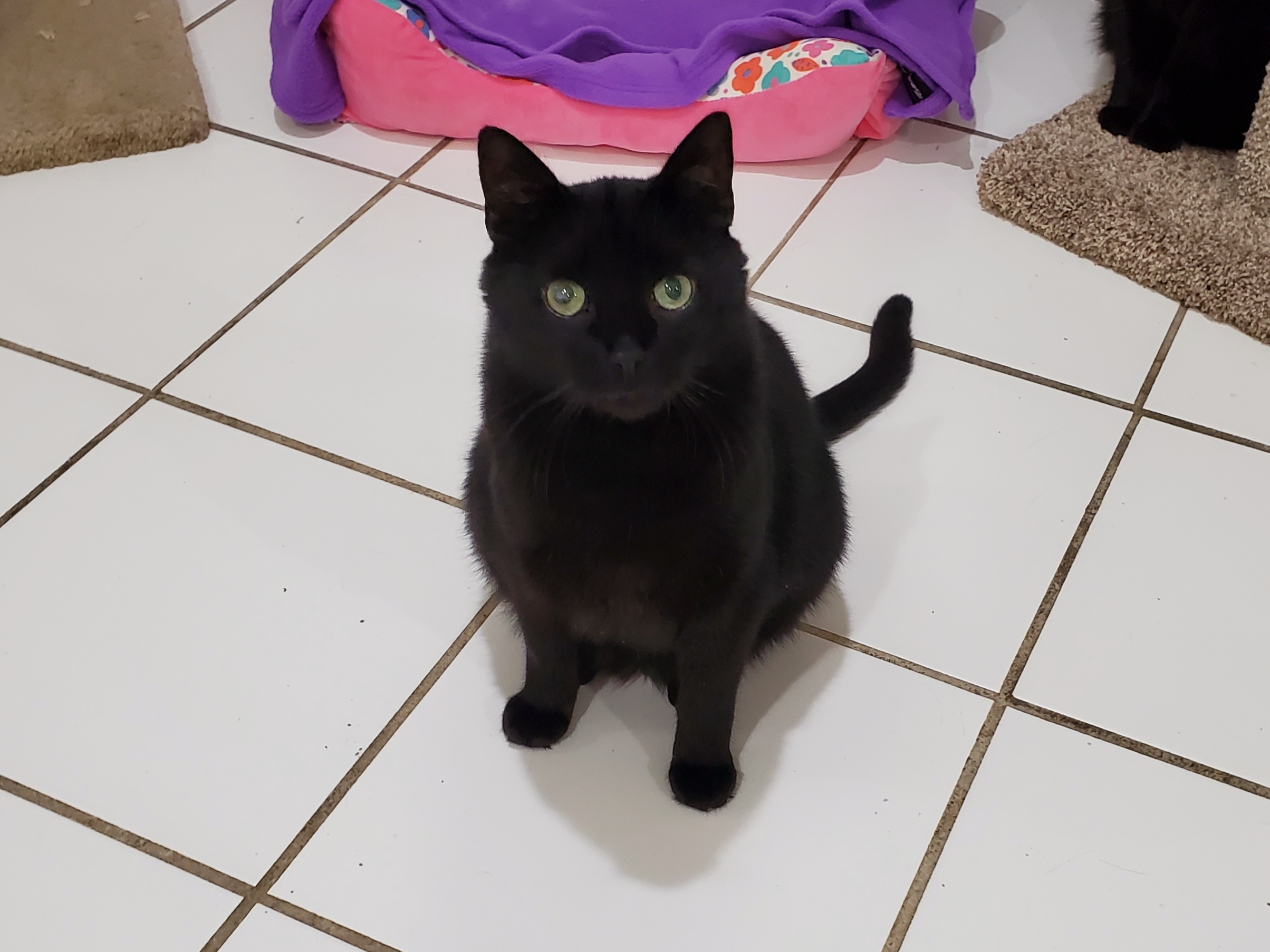 Enlarge David, a Adoptable Domestic Short Hair in Chicago, IL image 1/1