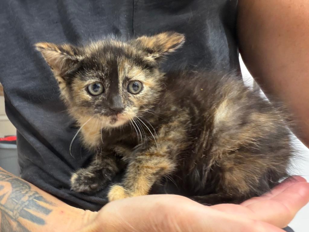 Sizzle, Adoptable, Kitten Female Domestic Short Hair.