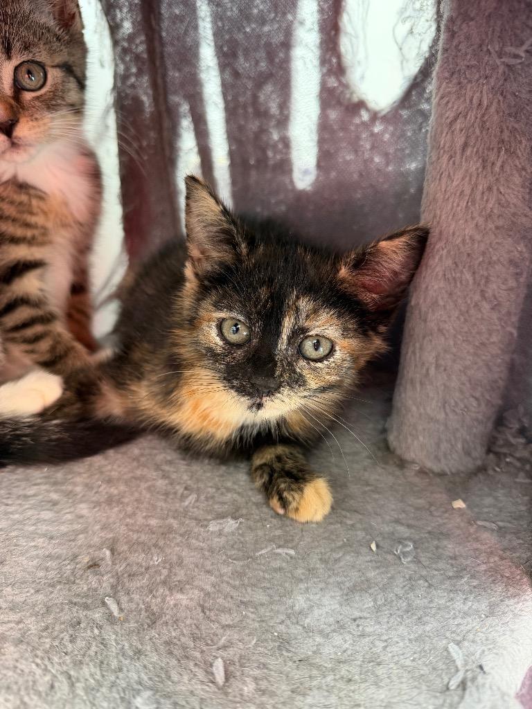 Enlarge Sizzle, a Adoptable mixed breed in Glenfield, NY image 3/4