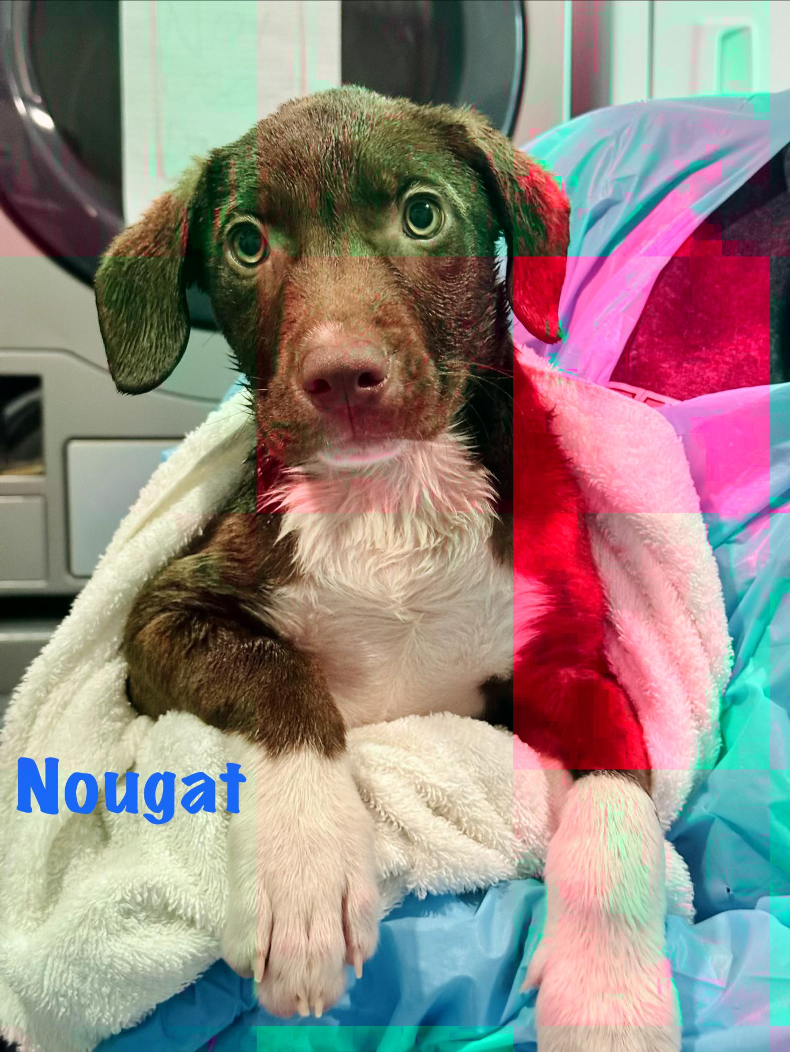 Enlarge Nougat, a Adoptable Mixed Breed in Rock Hill, NY image 1/1