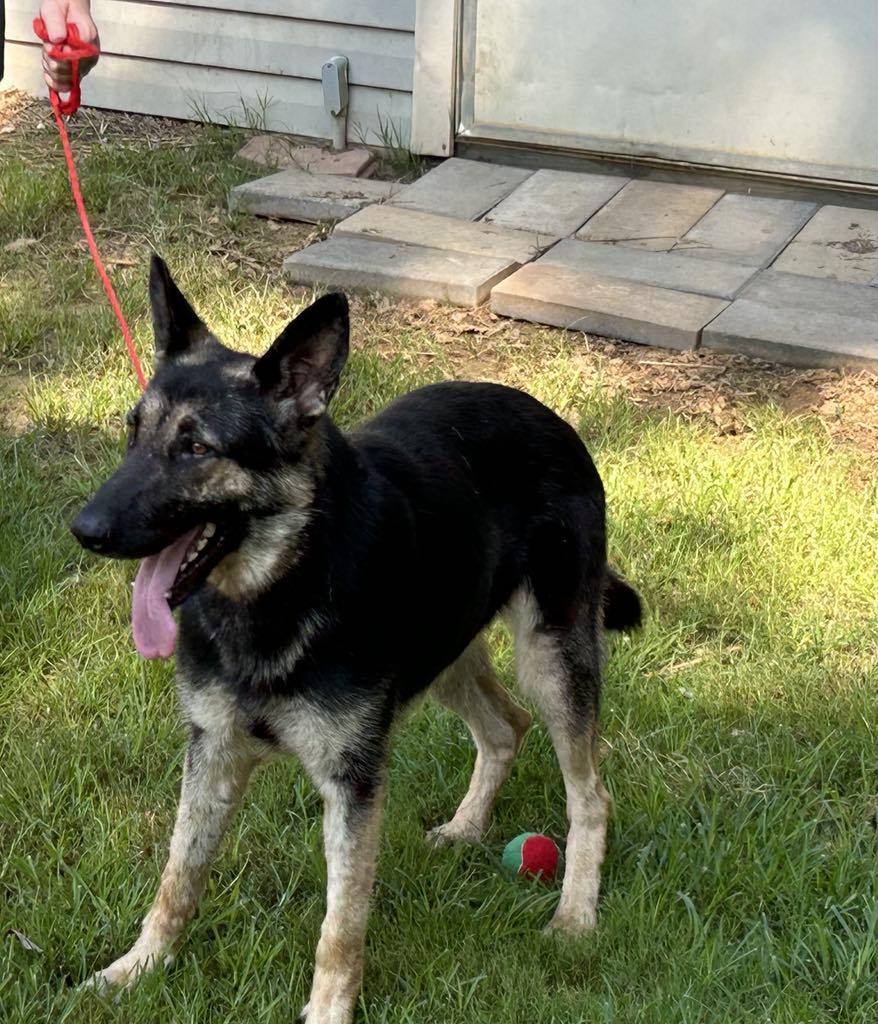 Enlarge Lacey, a Adopted German Shepherd Dog in Montgomery, AL image 1/3