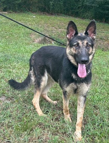 Enlarge Lacey, a Adopted German Shepherd Dog in Montgomery, AL image 2/3