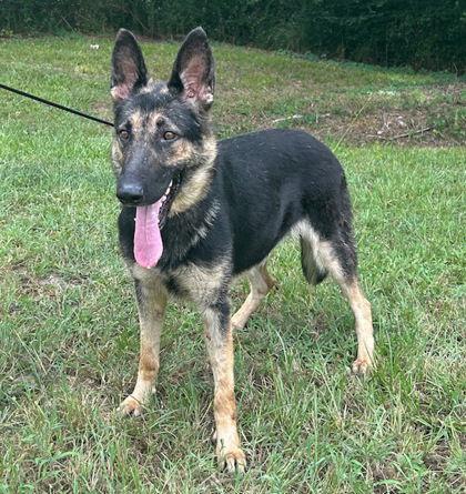 Enlarge Lacey, a Adopted German Shepherd Dog in Montgomery, AL image 3/3