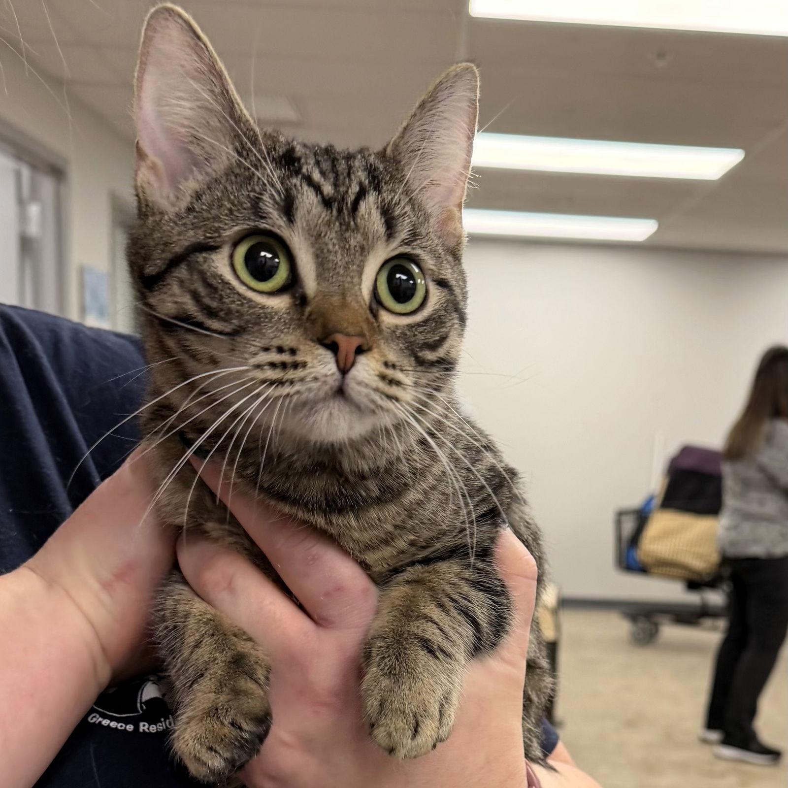 Margaux, Adoptable, Young Female Domestic Short Hair.