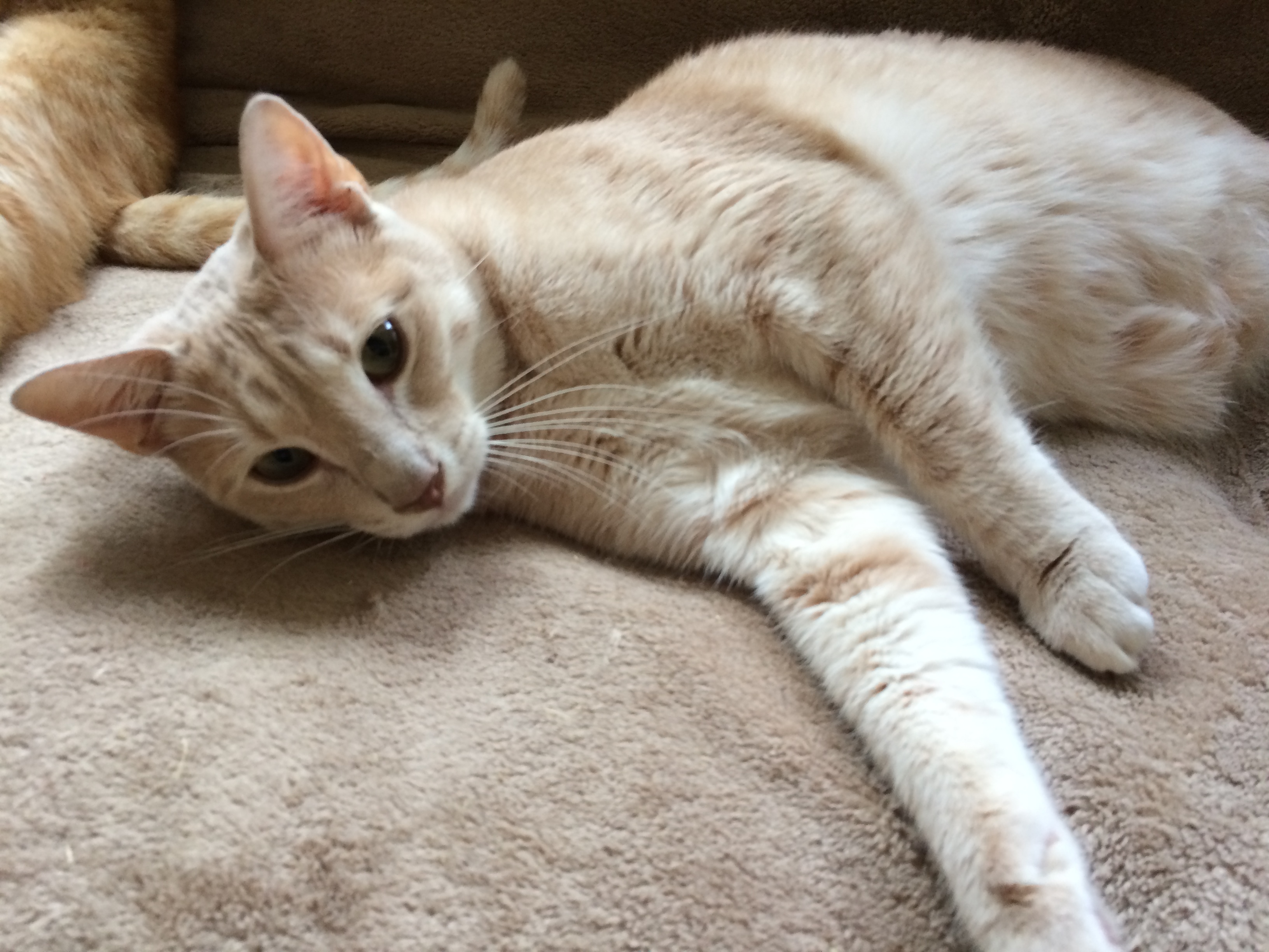 Enlarge Benny, a Adoptable Domestic Short Hair in Longview, TX image 8/12