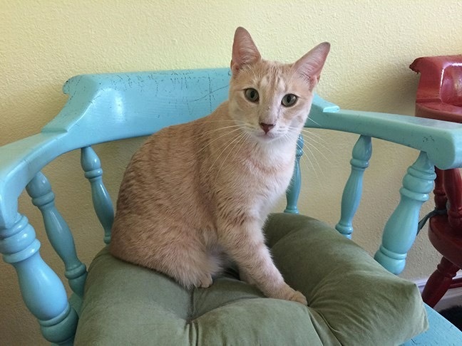 Enlarge Benny, a Adoptable Domestic Short Hair in Longview, TX image 9/12