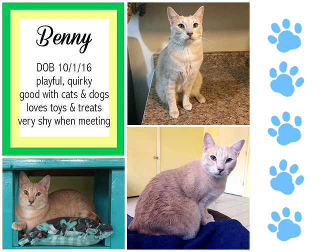 Enlarge Benny, a Adoptable Domestic Short Hair in Longview, TX image 1/12