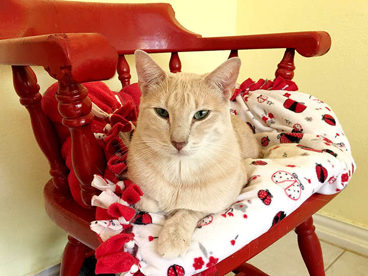 Enlarge Benny, a Adoptable Domestic Short Hair in Longview, TX image 10/12