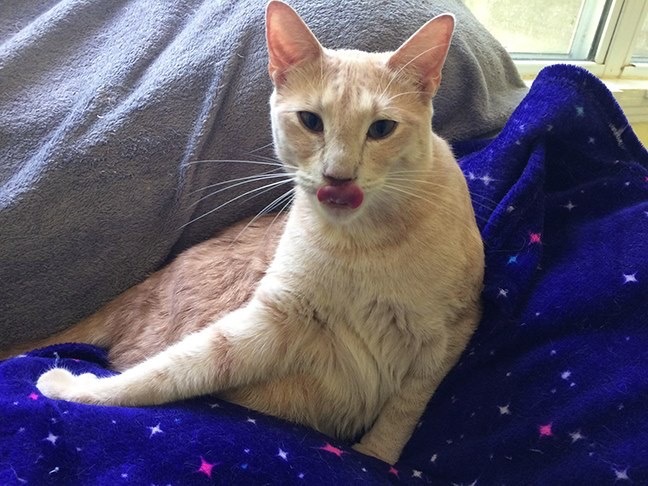 Enlarge Benny, a Adoptable Domestic Short Hair in Longview, TX image 11/12