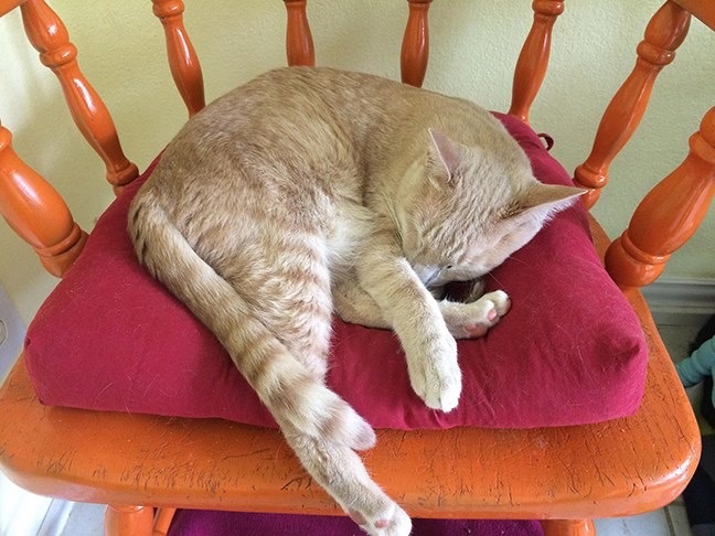 Enlarge Benny, a Adoptable Domestic Short Hair in Longview, TX image 12/12